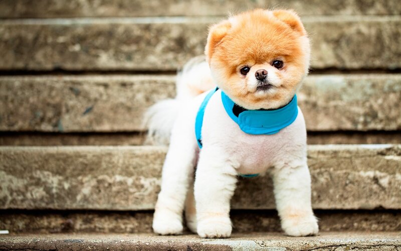Pomeranian Dog on Steps — Calm