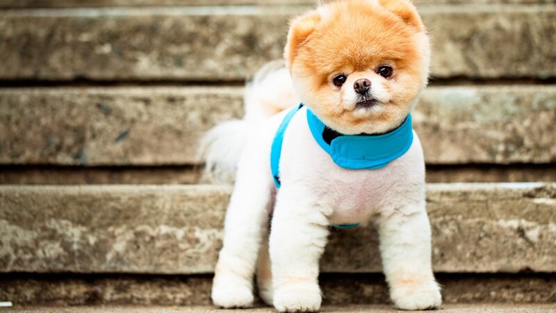Pomeranian Dog on Steps — Photograph