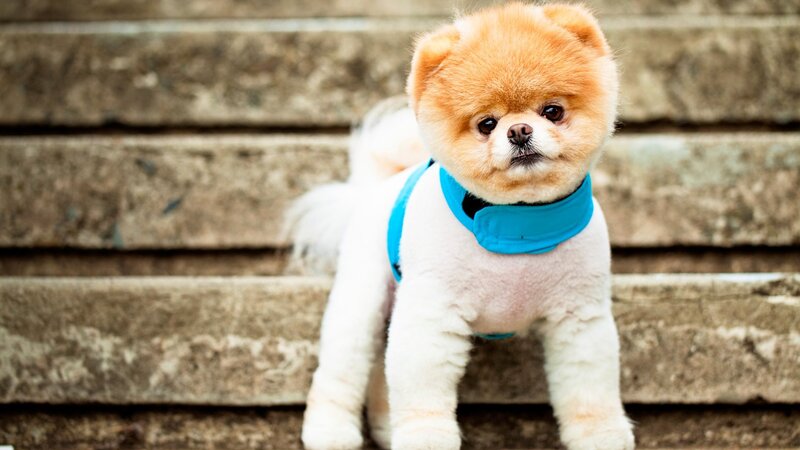Pomeranian Dog on Steps — White, Calm, Photograph