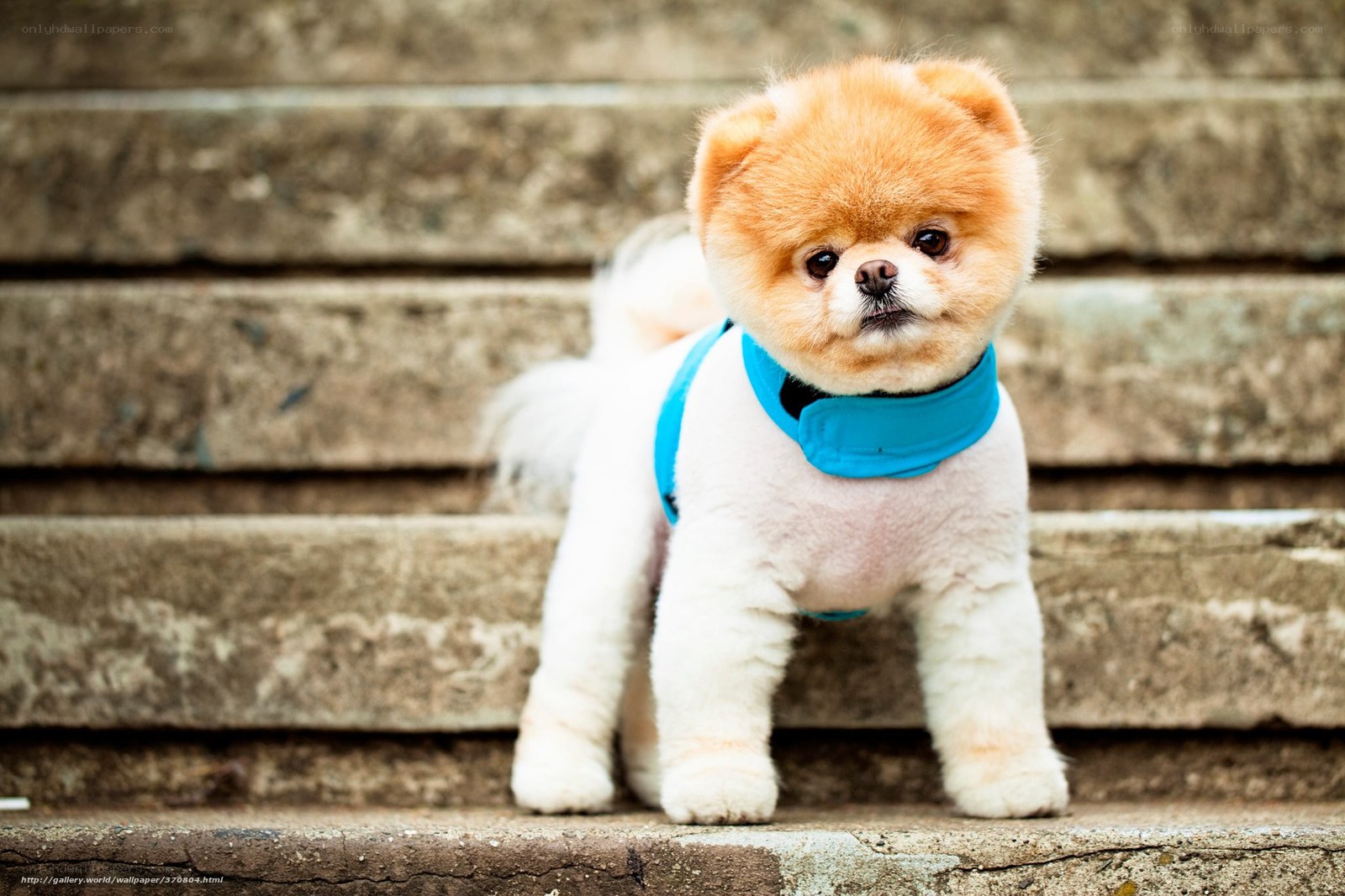 Pomeranian dog on steps