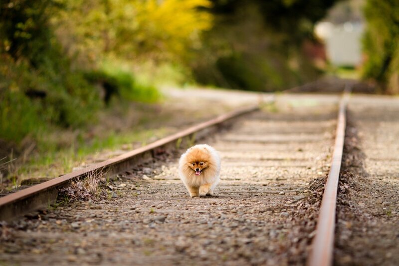 Pomeranian Dog on Tracks — Brown