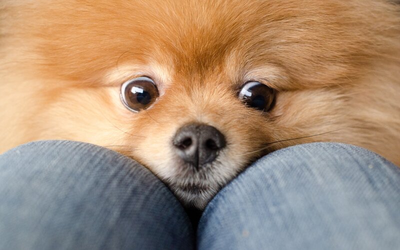 Pomeranian dog resting on knees