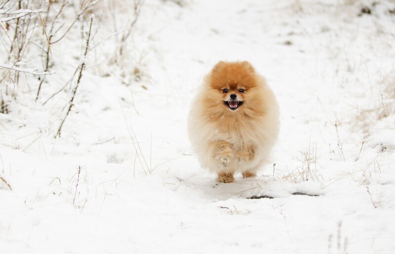 Pomeranian Dog Running