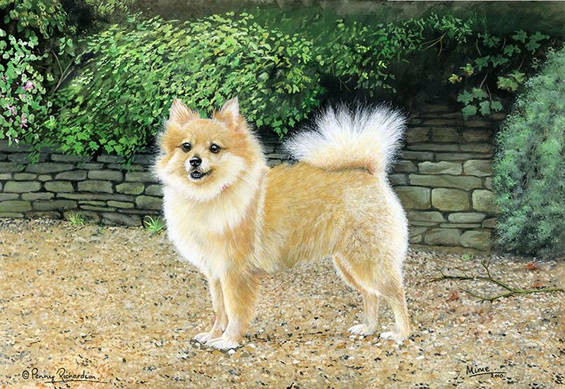 Pomeranian Dog Standing