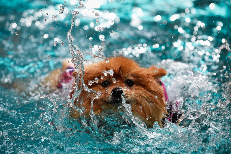 Pomeranian Dog Swimming
