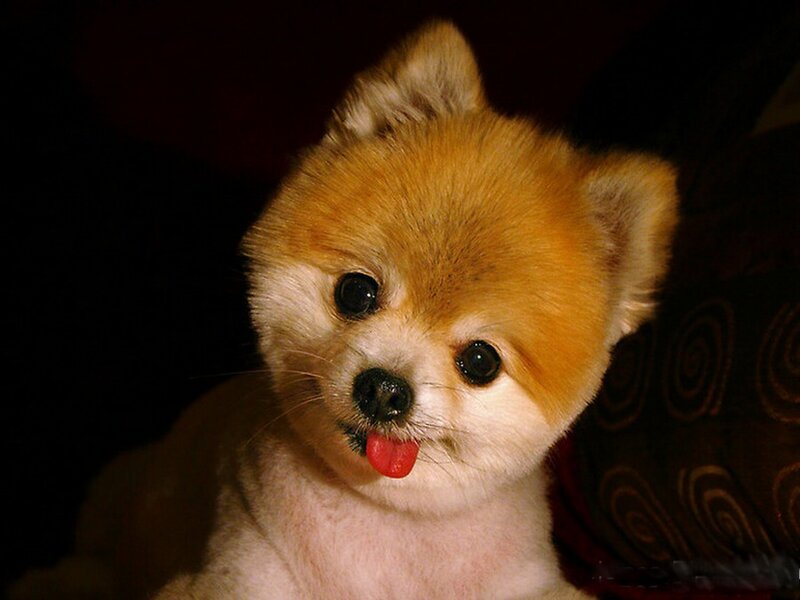 Pomeranian Dog