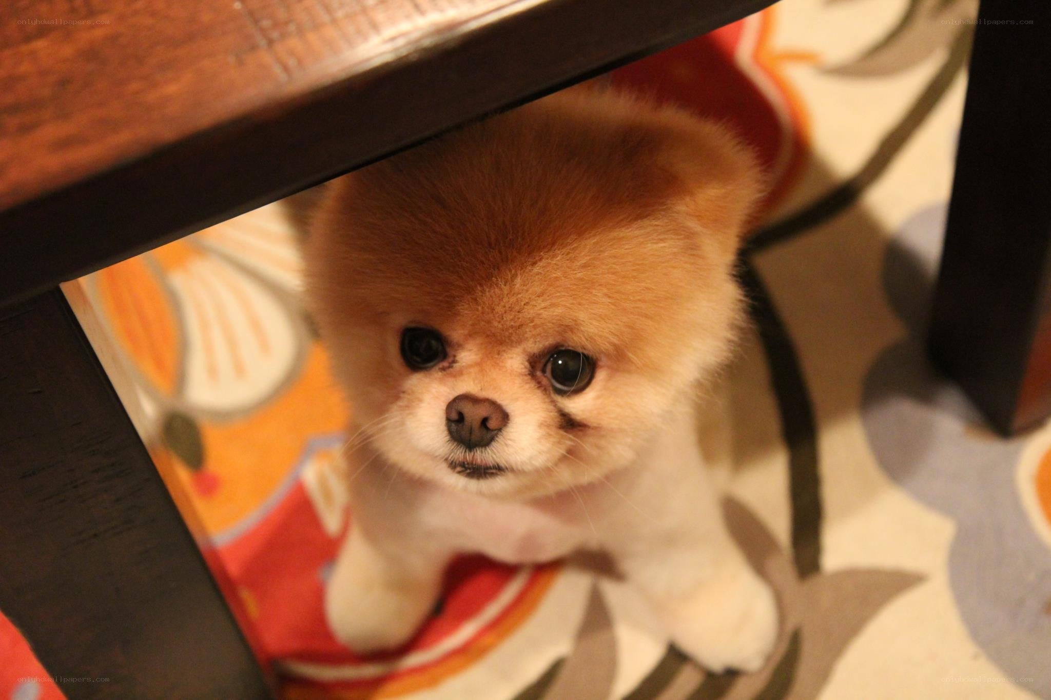 Pomeranian dog under a table