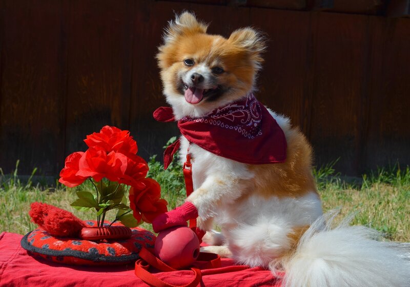 Pomeranian Dog Wearing Bandana — Red