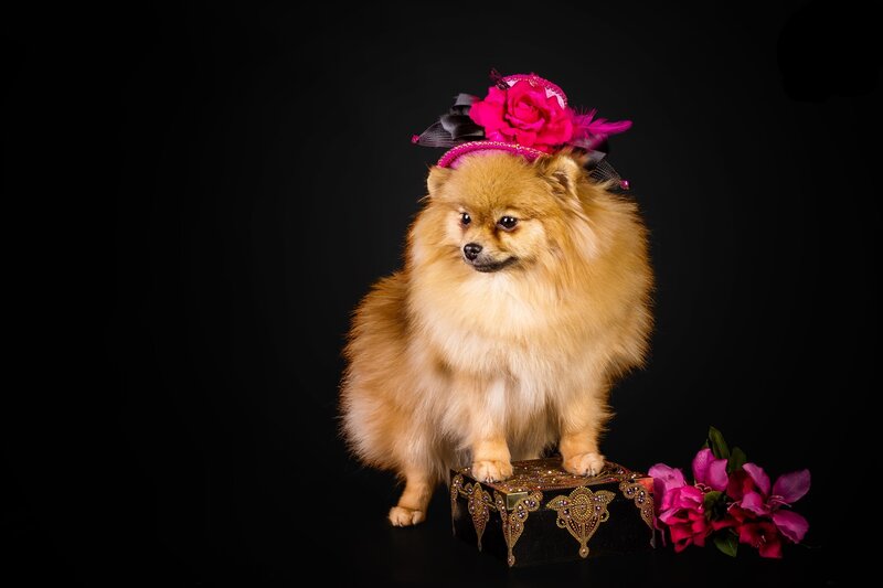 Pomeranian Dog Wearing Hat — Black