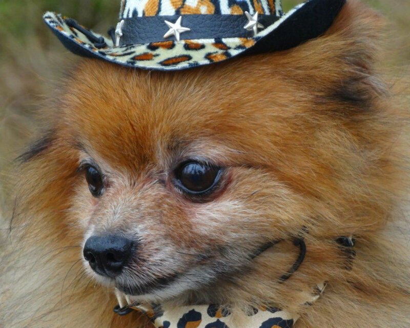 Pomeranian Dog Wearing Hat — Brown