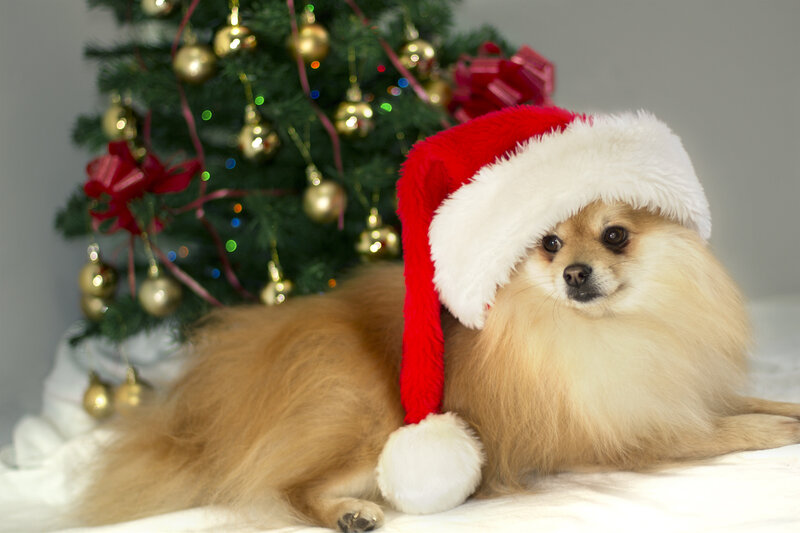Pomeranian Dog Wearing Hat