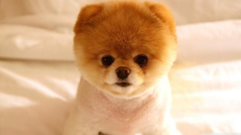 Pomeranian Dog — White, Calm