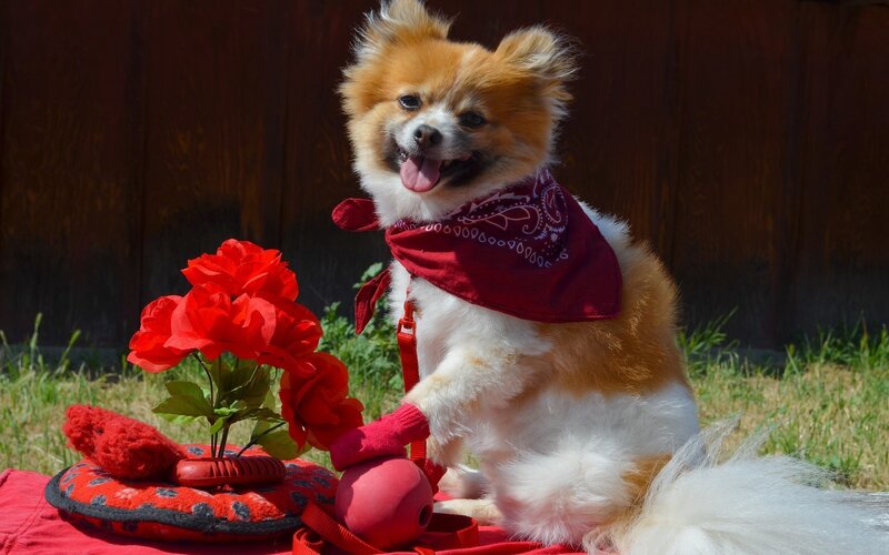 Pomeranian Dog with Bandana