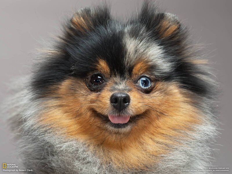 Pomeranian dog with blue eye