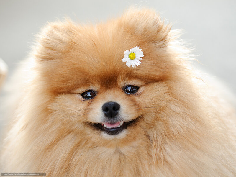 Pomeranian Dog with Flower — Brown, Calm