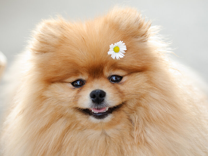 Pomeranian Dog with Flower
