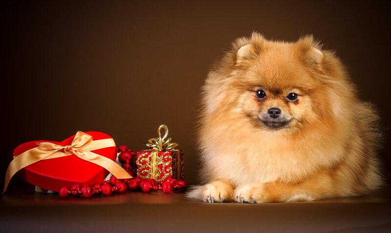 Pomeranian Dog with Gifts