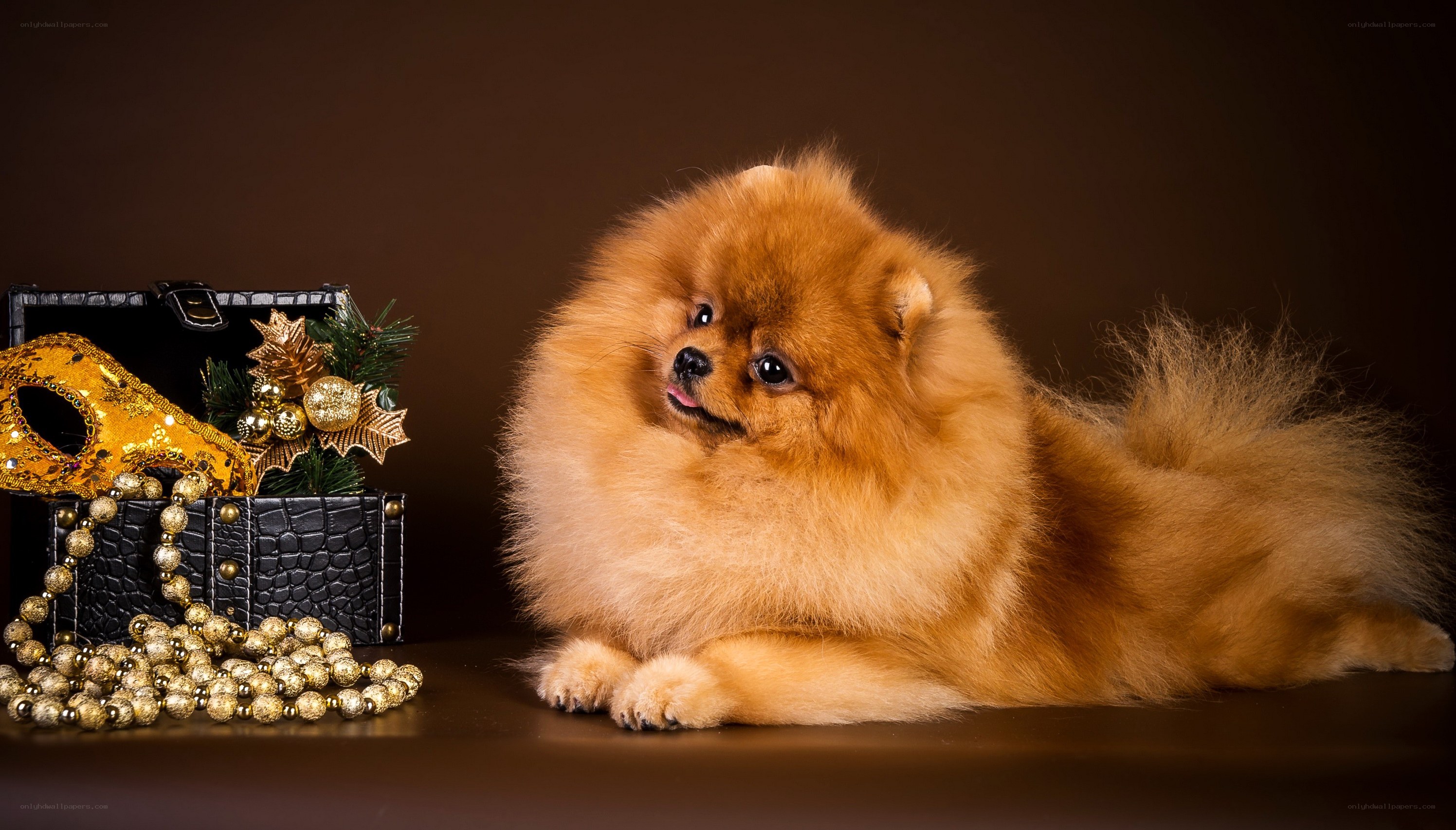 Pomeranian dog with holiday decor
