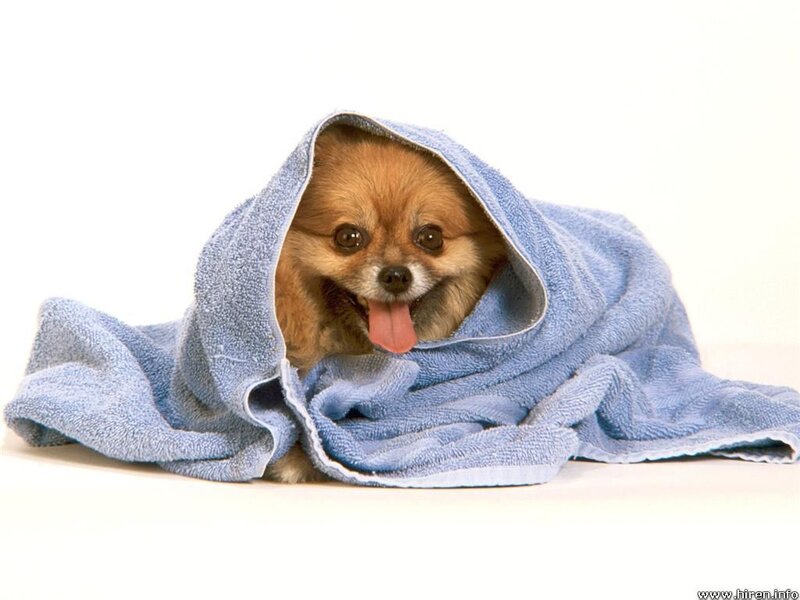 Pomeranian Dog Wrapped in Towel — Blue, Calm, Photograph