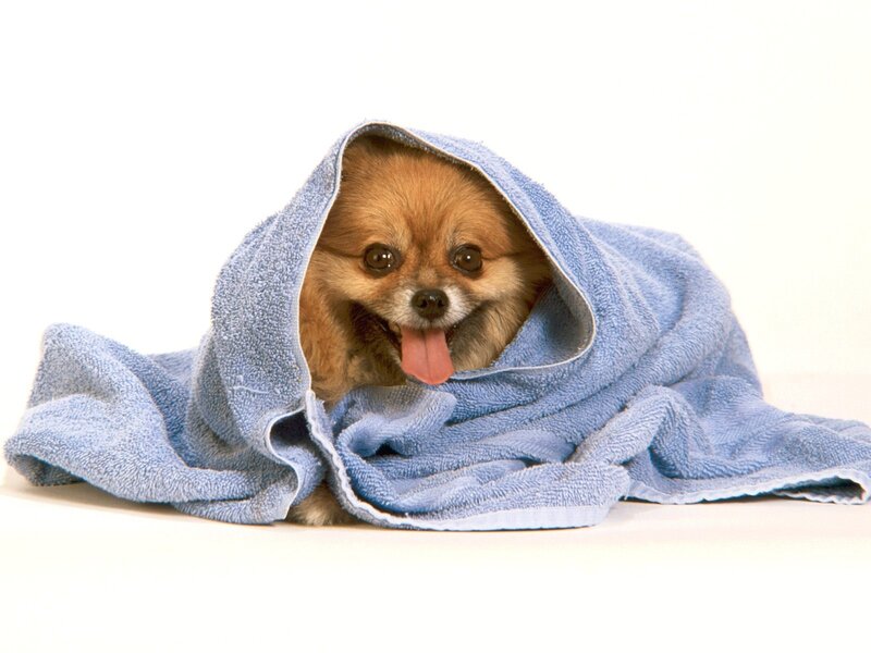 Pomeranian Dog Wrapped in Towel