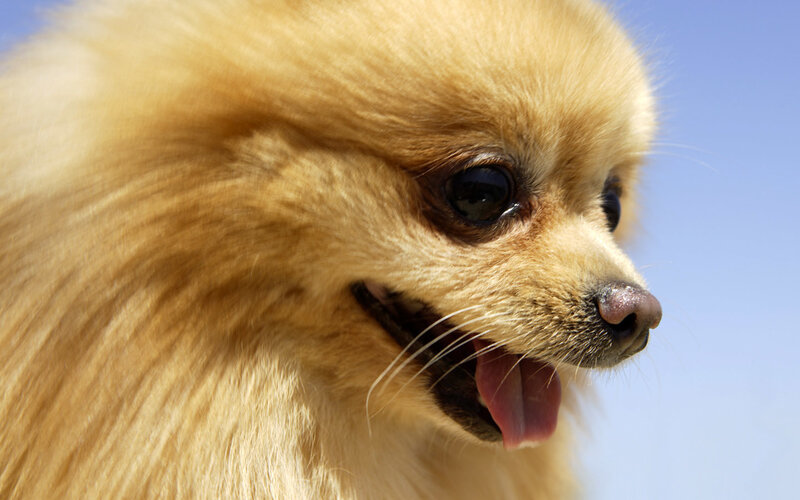 Pomeranian Dog — Yellow