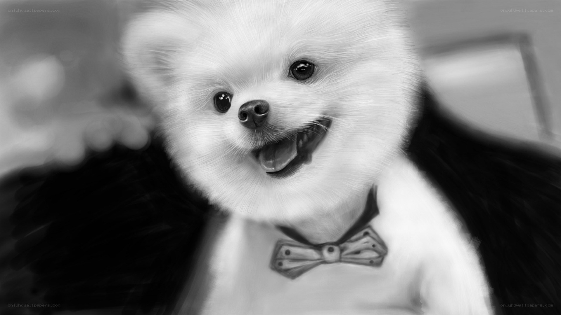 pomeranian in a bow tie