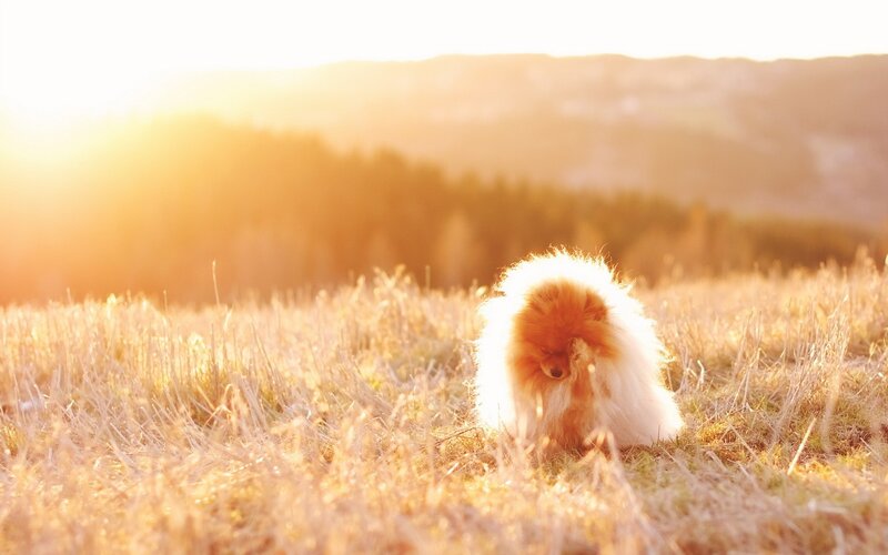 Pomeranian in a golden field