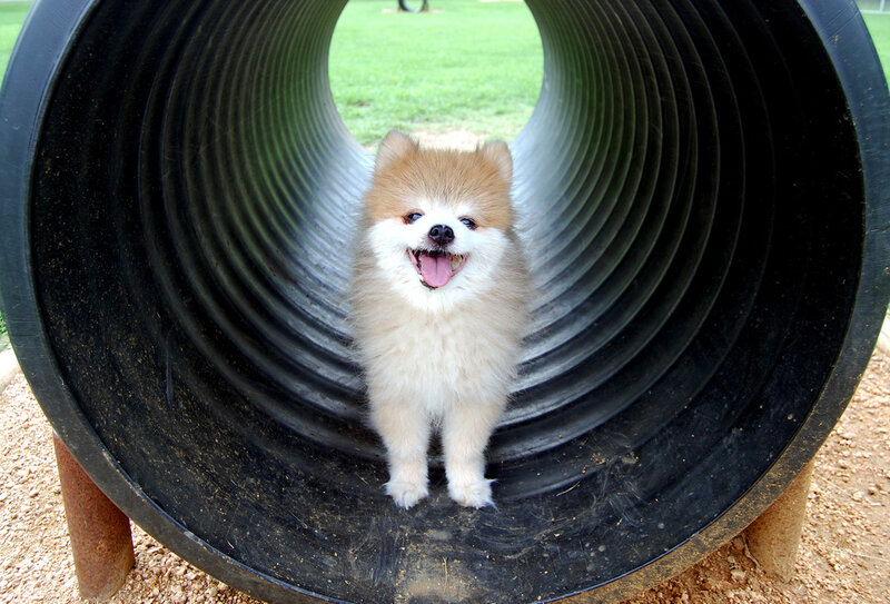 Pomeranian in a tunnel