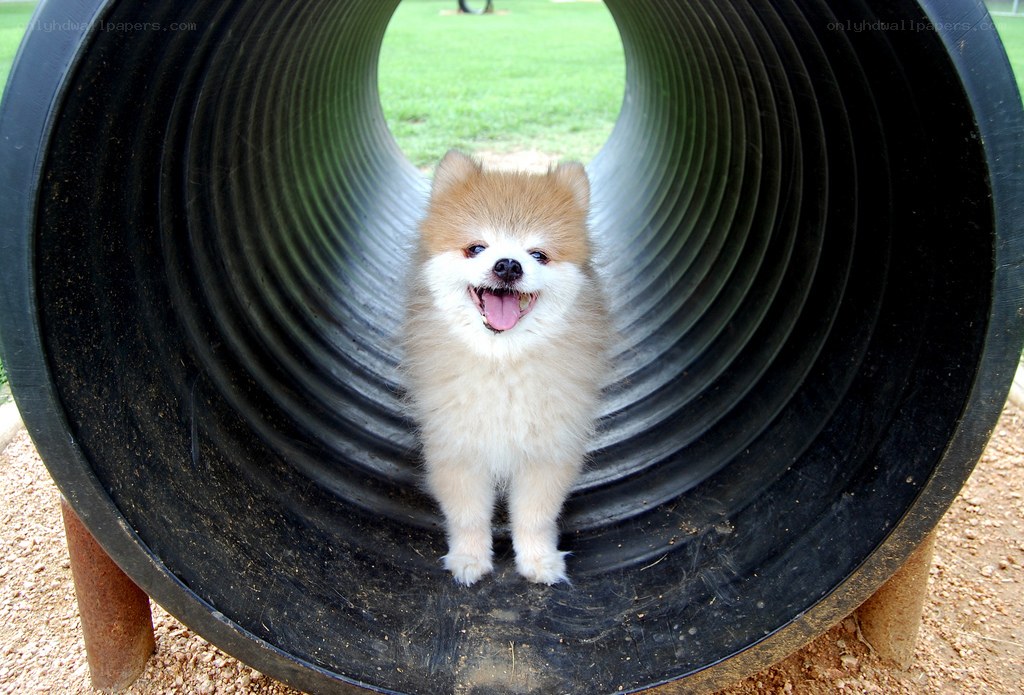Pomeranian in a tunnel