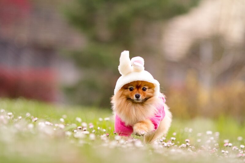 Pomeranian in bunny costume