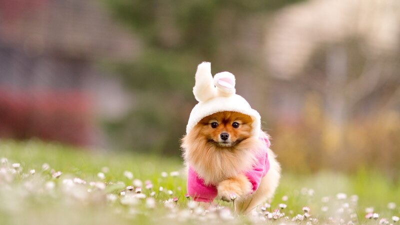 Pomeranian in bunny costume