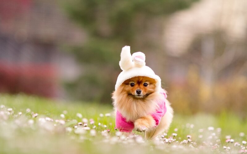 Pomeranian in bunny costume