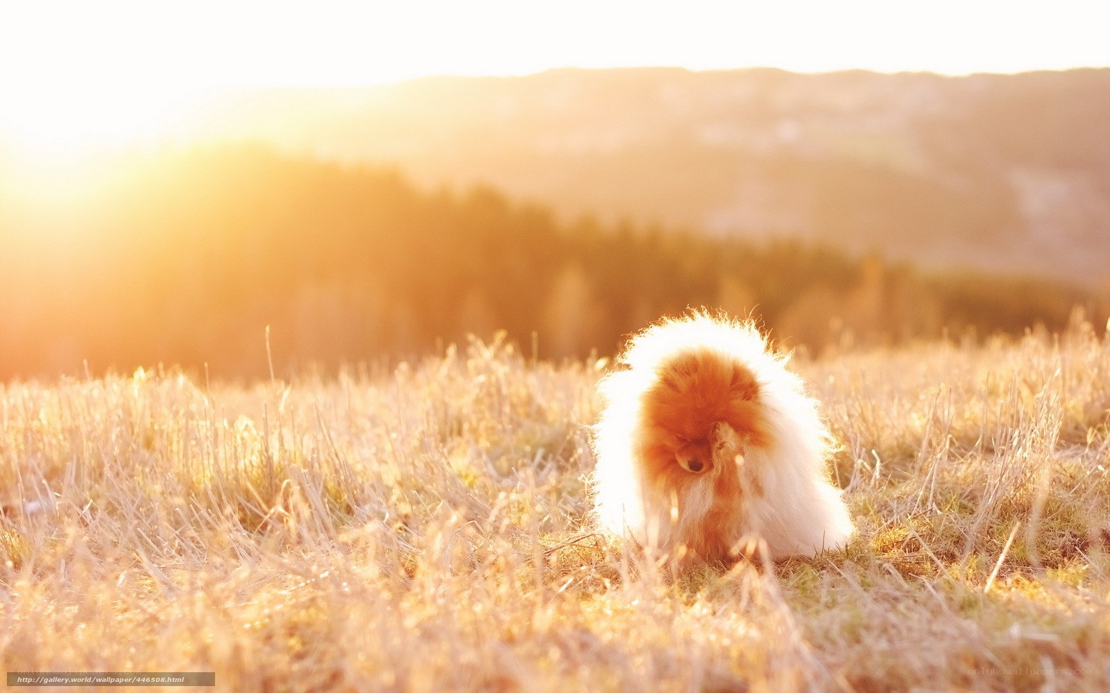 Pomeranian in golden field