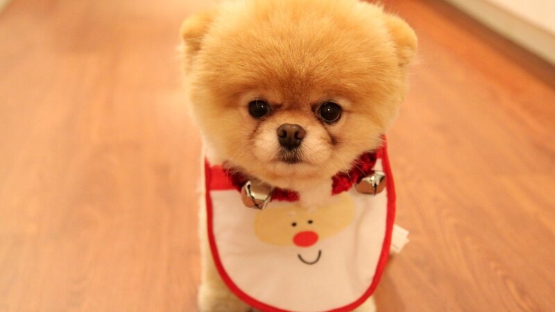 Pomeranian in holiday bib