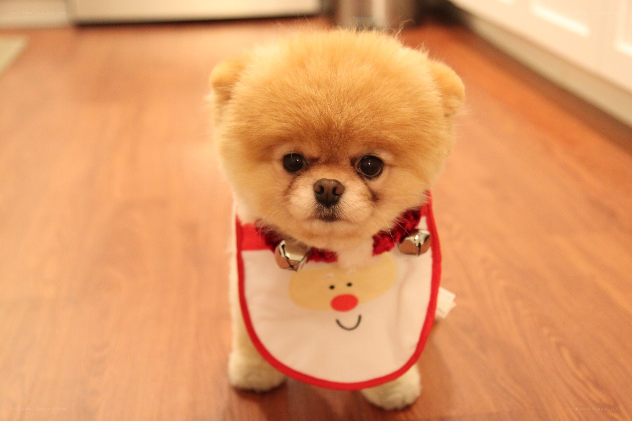 Pomeranian in Santa bib