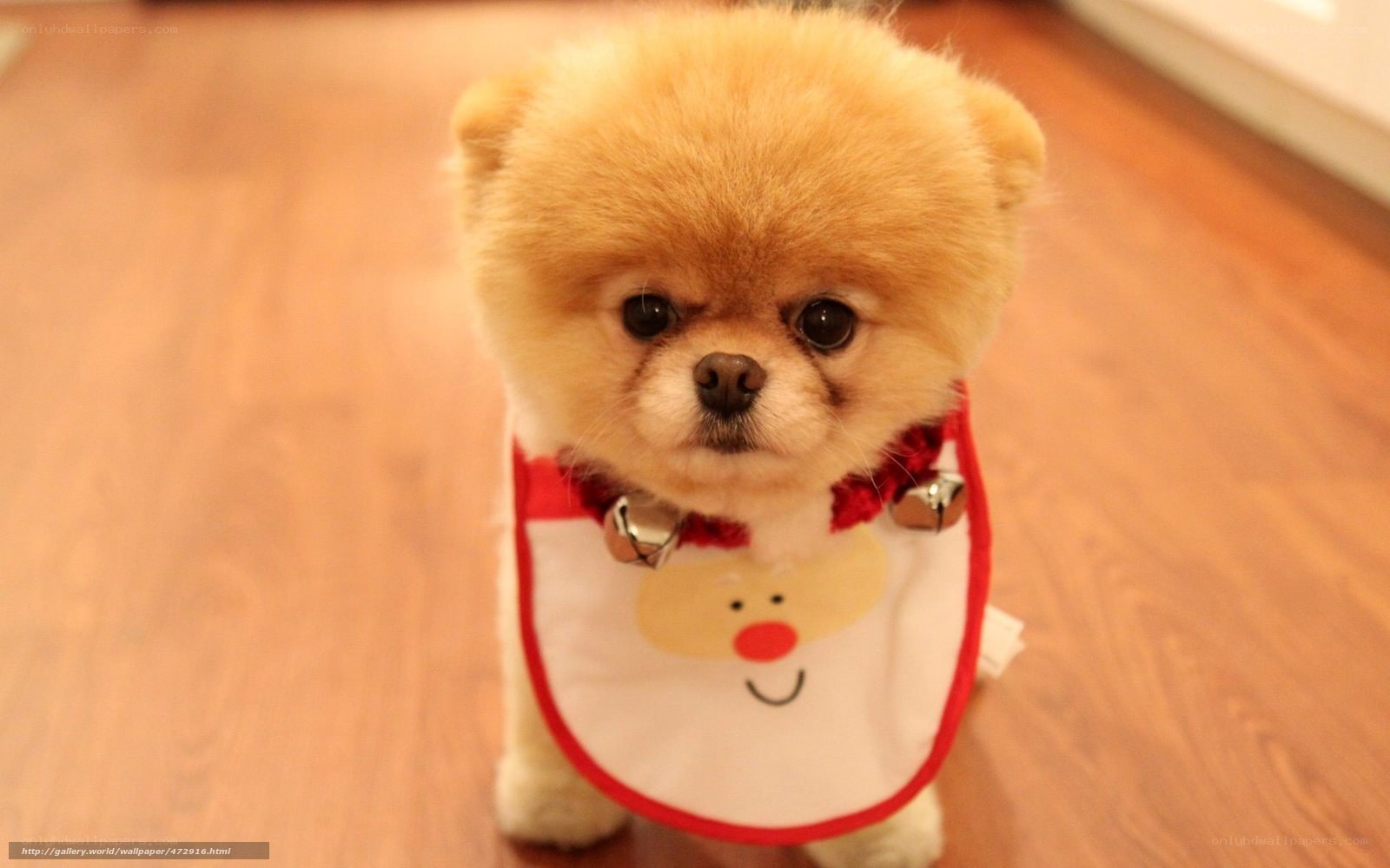 Pomeranian in Santa bib