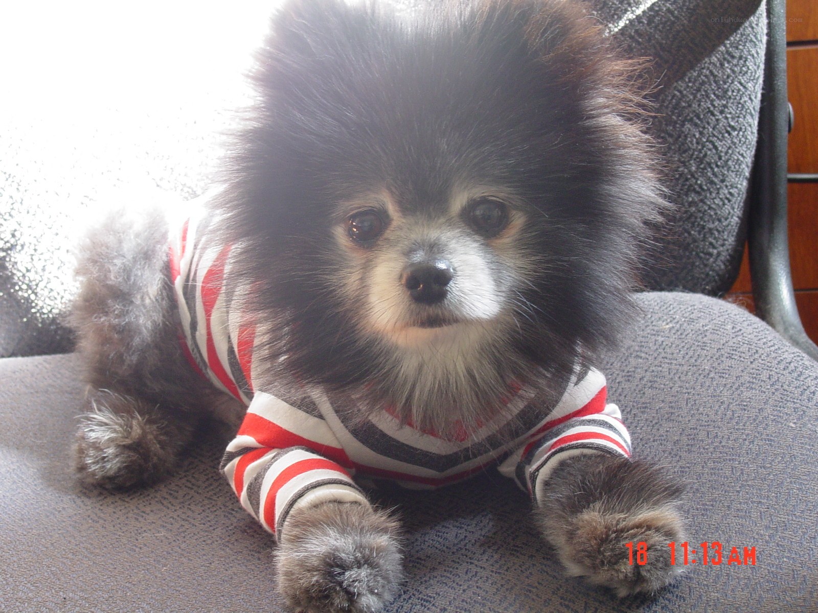 Pomeranian in striped sweater
