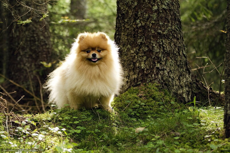 Pomeranian in the forest