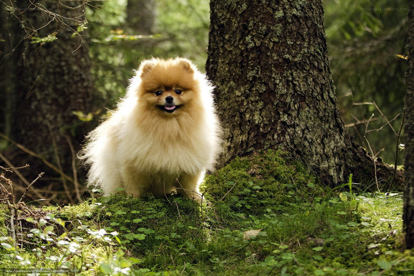 Pomeranian in the forest