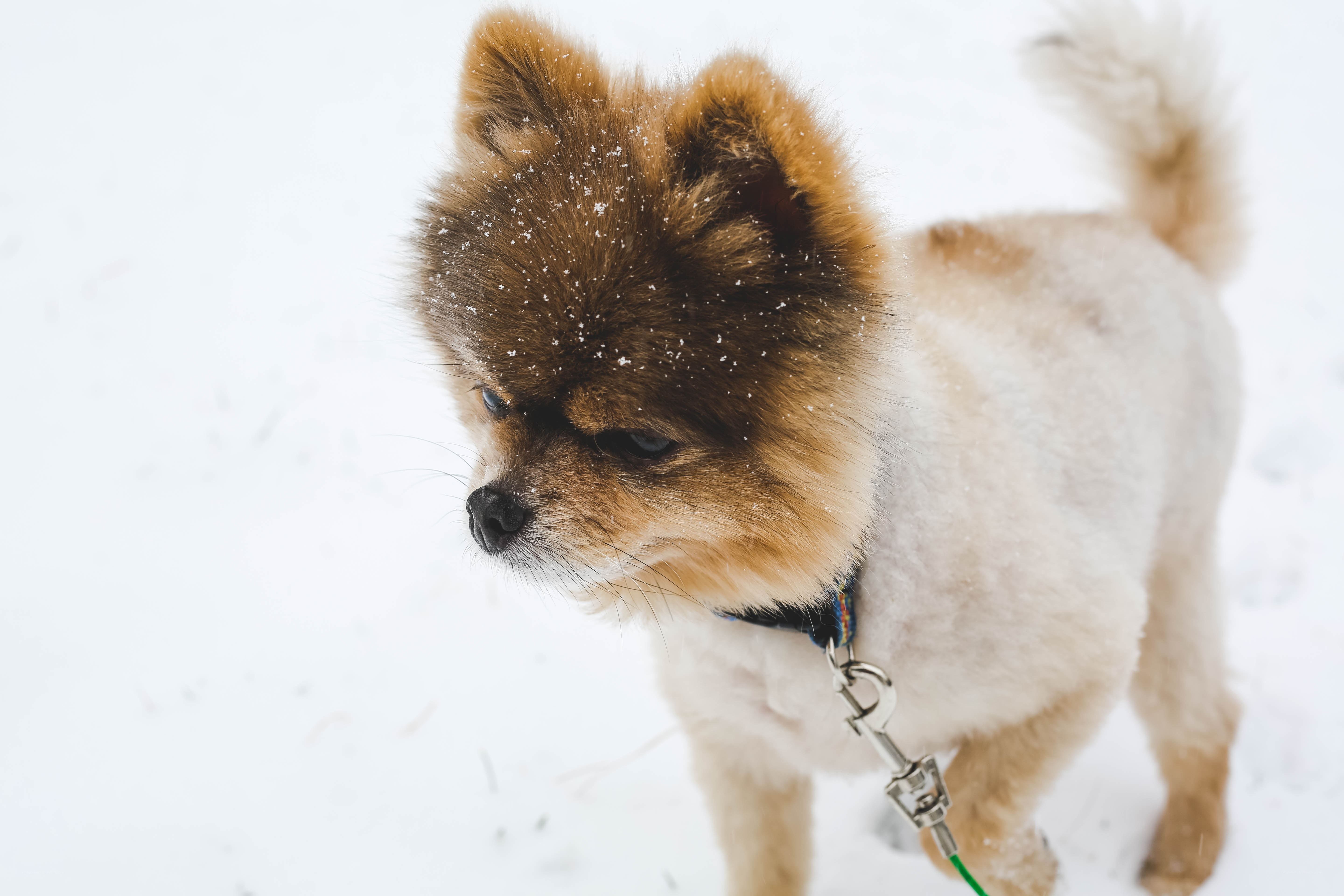 Pomeranian in the snow