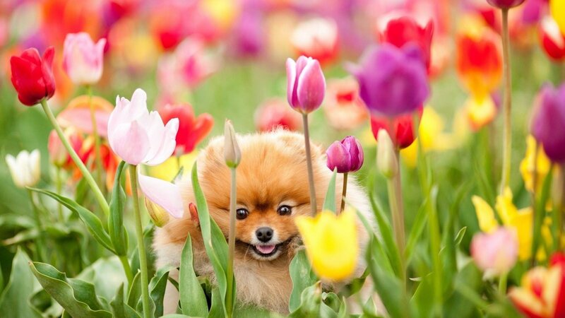 Pomeranian in tulip field