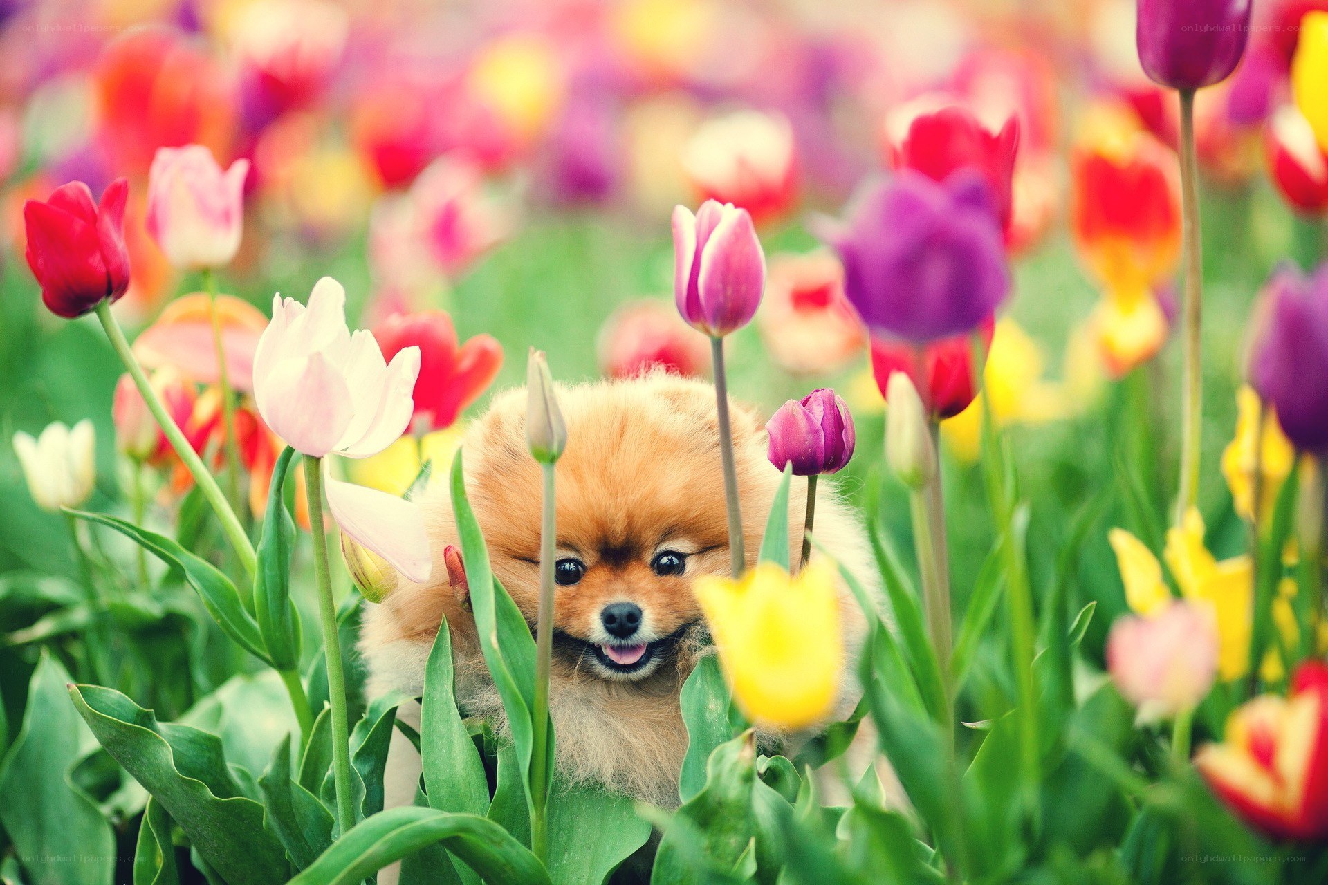 Pomeranian in tulip field