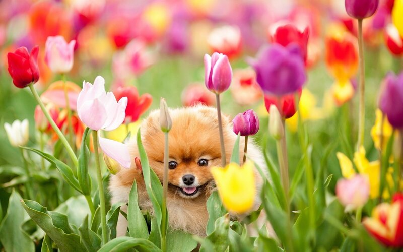 Pomeranian in tulip field