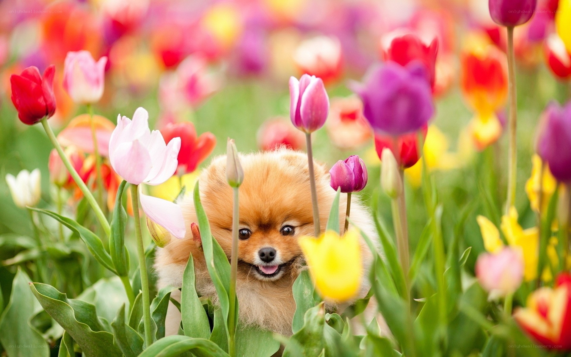 Pomeranian in tulip field