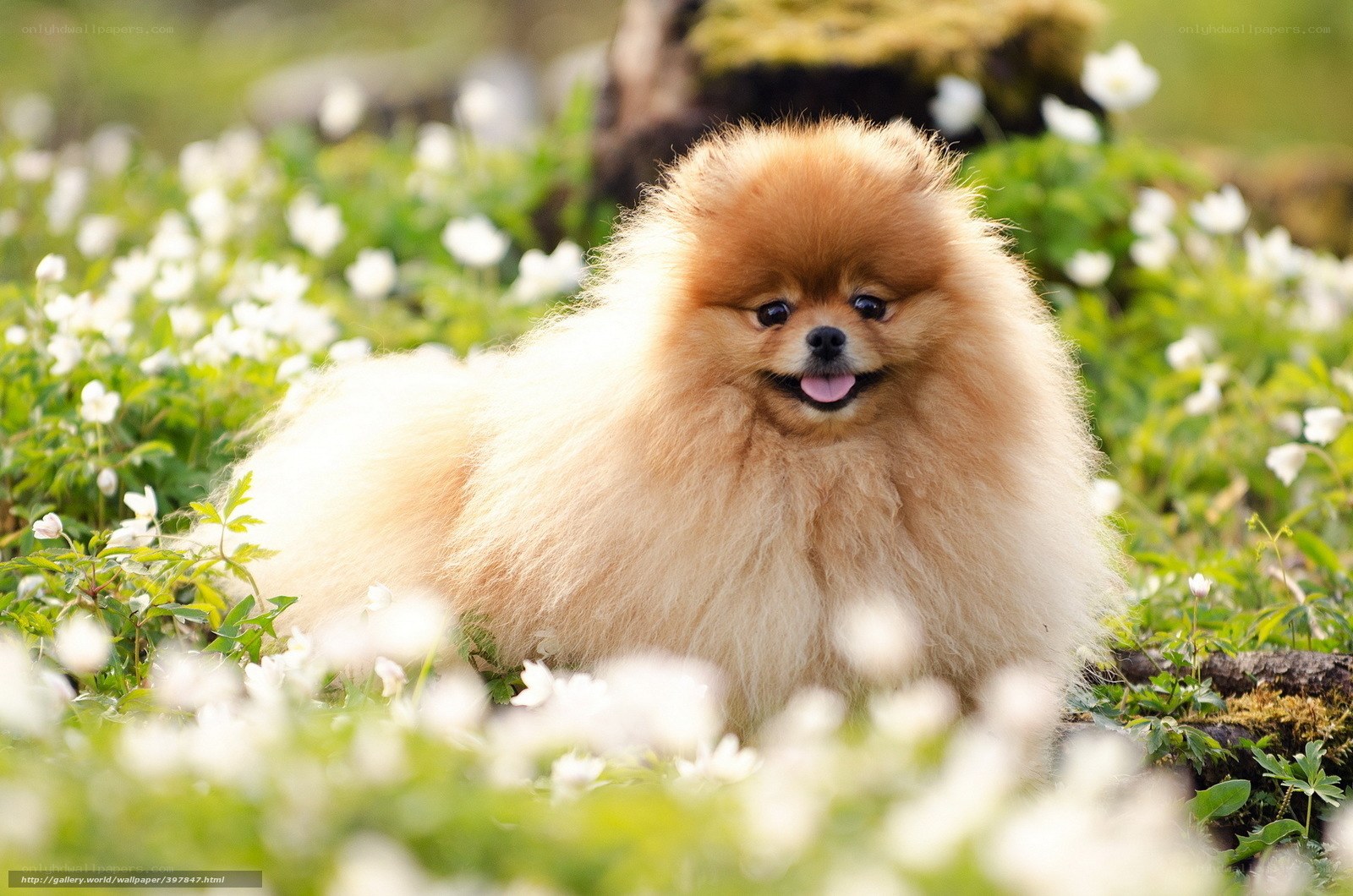 Pomeranian in white flowers
