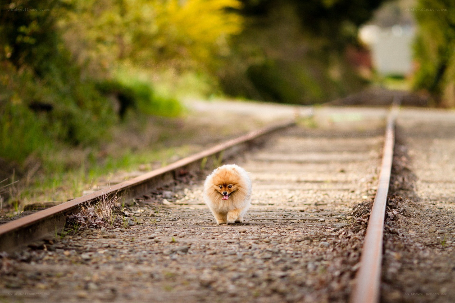 Pomeranian on train tracks