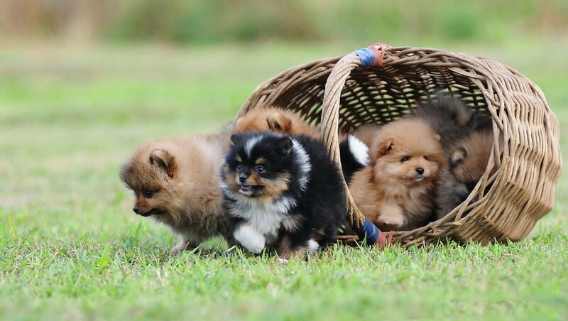 Pomeranian Puppies