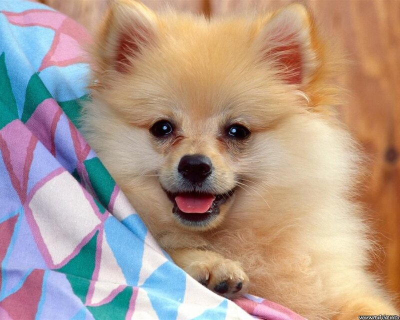 Pomeranian Puppy — Beige, Happy