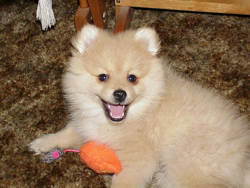 Pomeranian Puppy — Beige