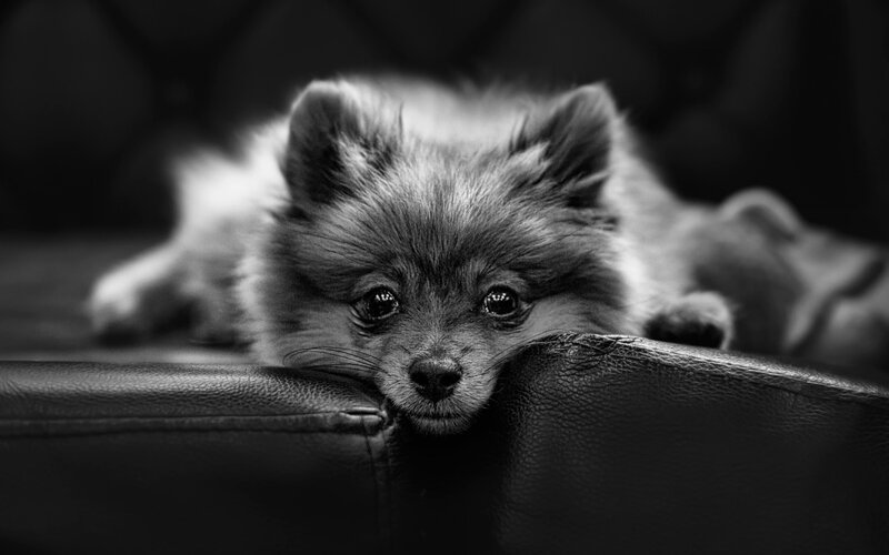 Pomeranian Puppy — Black